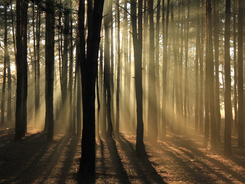 Nu vedem pădurea din cauza copacilor