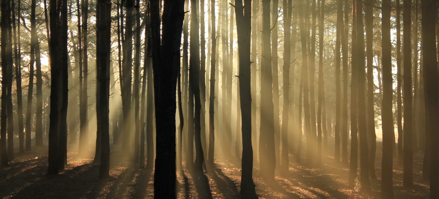 Nu vedem pădurea din cauza copacilor